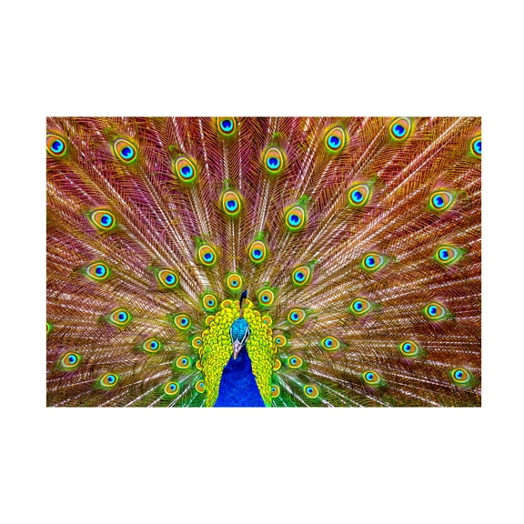 Trademark Fine Art Michael Peacock Canvas Wall Art