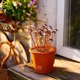 thumbnail image 5 of Yuarrent Conjunto de bonsái con forma de hongo pequeño, decoración única para jardín, simulación de bonsái con forma de hongo de metal. Jardín y Patio, 5 of 6