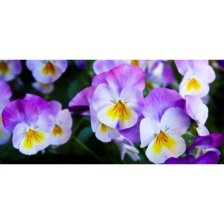 LAMINATED POSTER Spring Purple Pansy Flowers Nature Color Poster Print 24 x