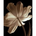 thumbnail image 3 of Britt, Charles 15x18 Black Modern Framed Museum Art Print Titled - Champagne Tulip II, 3 of 5