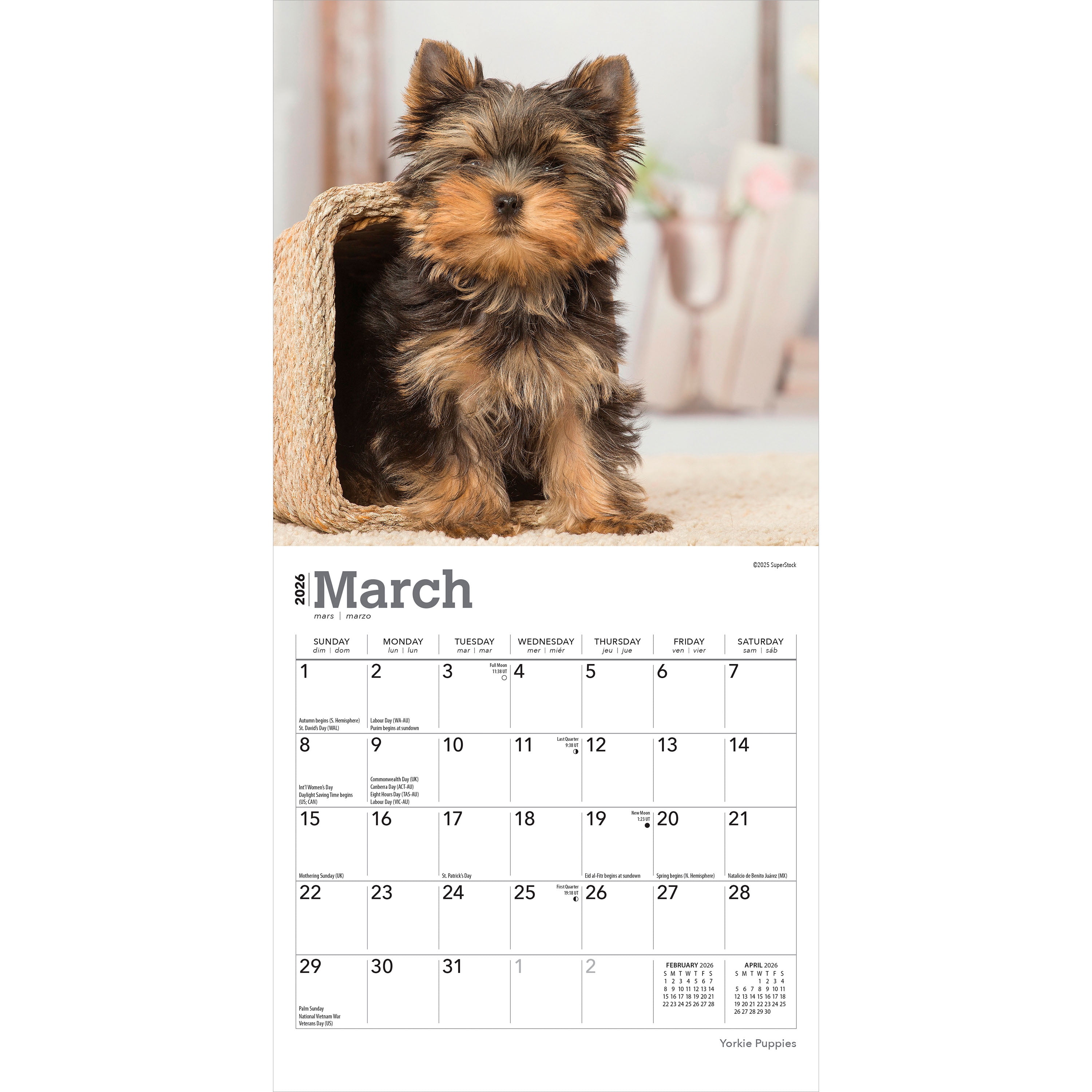Yorkshire Terrier Puppies 2026 Mini 7x7
