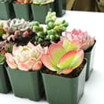 thumbnail image 5 of 10PCS Assorted Live Succulents Plants with 2''Pot, Starters, Garden Lovers, DIY Projects, Wedding Favors, 5 of 7