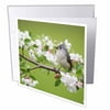 3dRose Tufted Titmouse in Crabapple tree in spring. Marion, Illinois, USA., Greeting Cards, 6 x 6 inches, set of 6