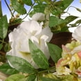 thumbnail image 2 of 22 in. Spring Collection Candleholder, 2 of 4