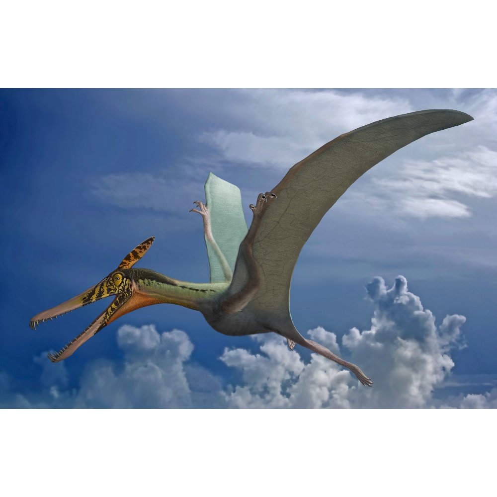 Ludodactylus sibbicki, a pterosaur from the Lower Cretaceous Crato Formation of Brazil Poster