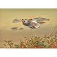 thumbnail image 2 of Archibald Thorburn 14x11 Gold Ornate Wood Frame and Double Matted Museum Art Print Titled - Partridge in Flight (1898), 2 of 4