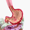 thumbnail image 3 of Modelo de Sistema Digestivo Humano AnatomíA del EstóMago Intestino Grueso Ciego Recto Duodeno Modelo de Estructura de óRganos Internos Humanos, 3 of 6
