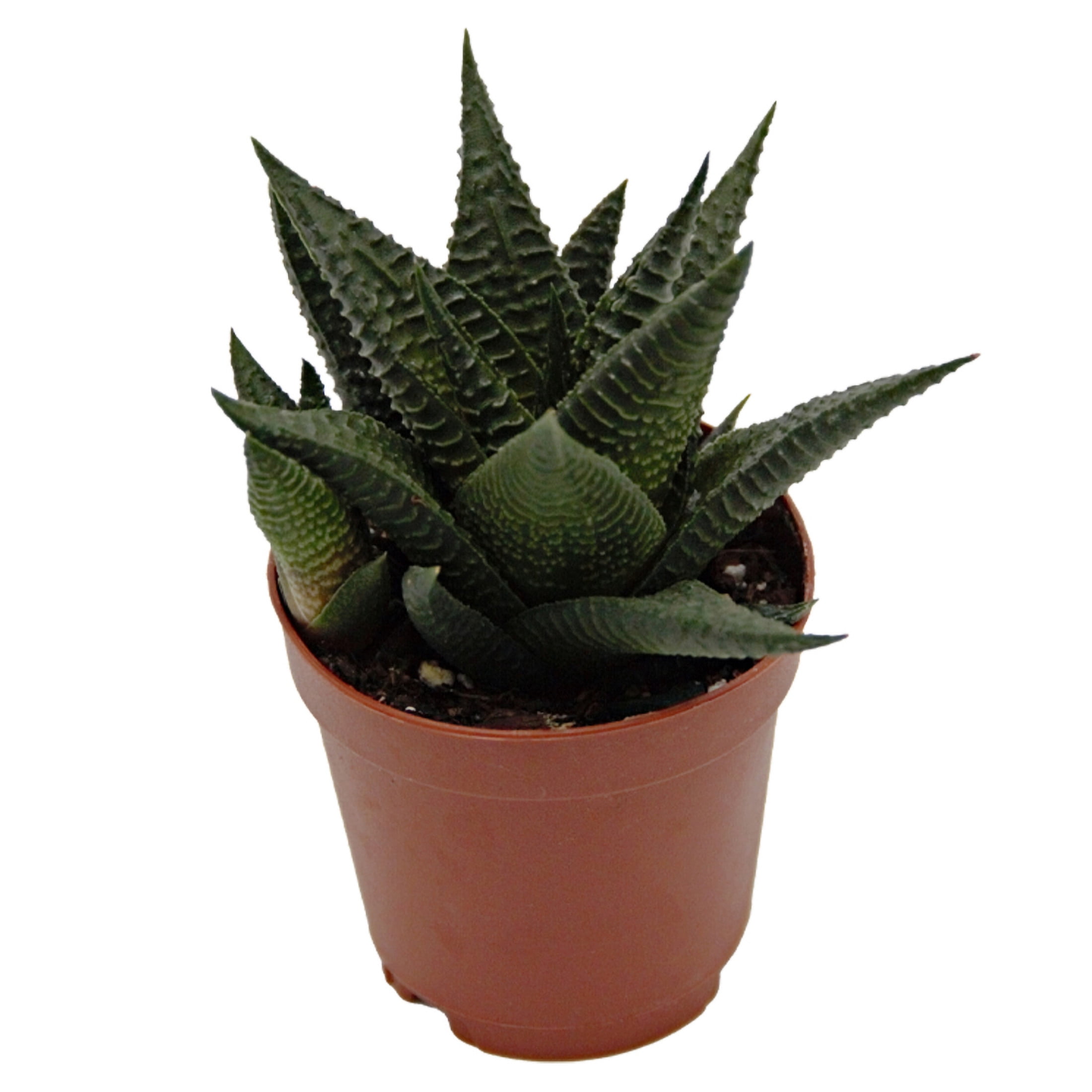 ReptiCulture Assorted Haworthia Desert 3" Pot 3 pk