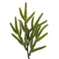 thumbnail image 2 of 23.5" Potted Green Norfolk Pine Tree, 2 of 2