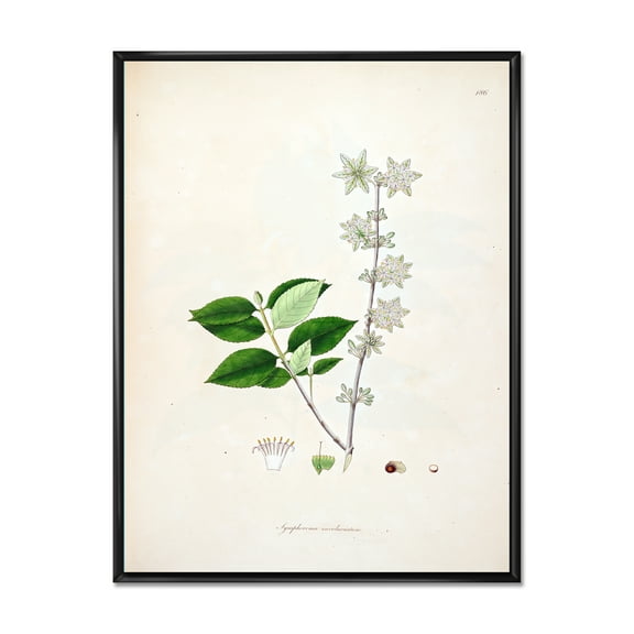 Ancient Botanicals XV 12 in x 20 in Framed Painting Canvas Art Print, by Designart