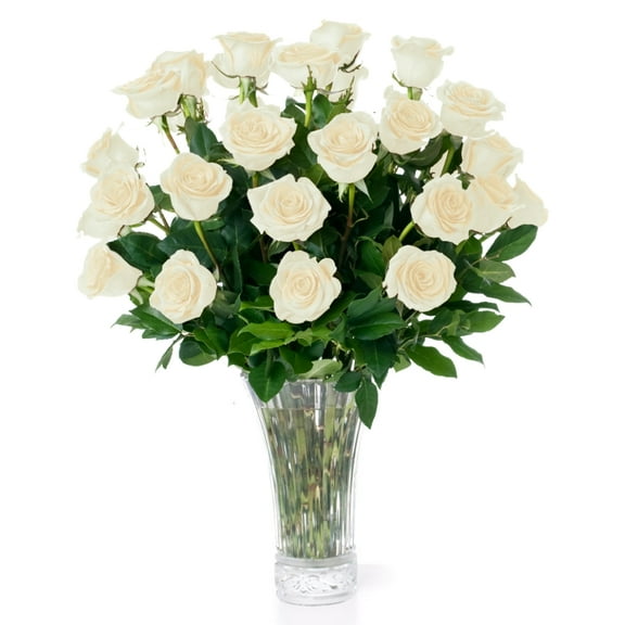 White Roses Fresh Flowers Delivery, 1 Dozen Roses for Delivery/Farmhouse Flowers for Delivery - Fresh Cut Long Stem Roses Bouquet of Flowers Gifts for Women - Aquarossa Farms