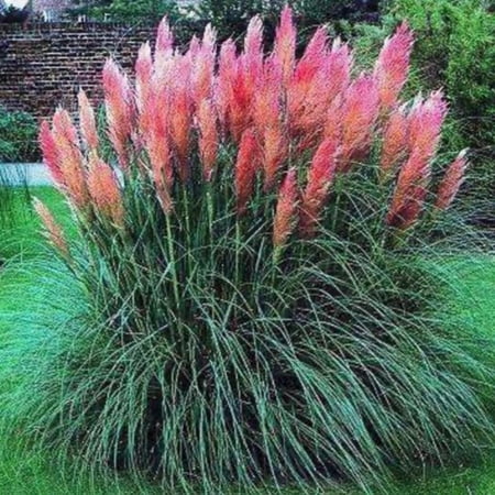 2 Pampas Grass Live Plants, Pink Pampas Grass Plants Live, Ornamental Grasses Live Plants Perennial Outdoor Garden, 5 to 8Inc Long
