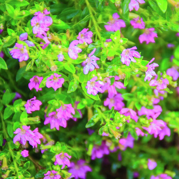 2 Purple Mexican Heather Plants Live, In 4 Inch Pot, 4-8 Inch Tall, Cuphea Hyssopifolia Plants