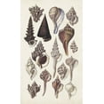 thumbnail image 2 of Sowerby, G.B. 12x18 White Modern Wood Framed Museum Art Print Titled - Seashell Array I, 2 of 4