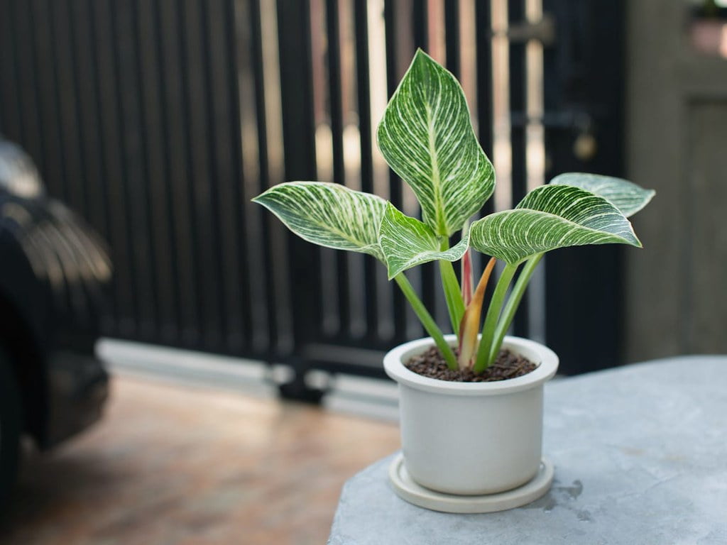 🌿 Gardenera Philodendron Potting Mix - Provide Your Plants with the Perfect Soil Composition - 3 QUARTS