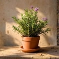 thumbnail image 3 of 6 Blue Rosemary Plants Live, Well Rooted Starter Rosemary 4–7'' Tall, Fragrant Herb for Outdoor Growing, 3 of 6