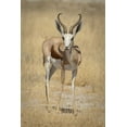 thumbnail image 2 of Kaveney, Wendy 17x24 White Modern Wood Framed Museum Art Print Titled - Namibia, Etosha NP Standing springbok, 2 of 4