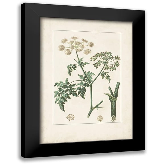 Turpin 11x14 Black Modern Framed Museum Art Print Titled - Antique Turpin Botanical IX