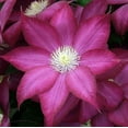 thumbnail image 7 of Clematis Bourbon - 2 Live Starter Plants in 2 Inch Growers Pots - Starter Plants Ready for The Garden - Rare Clematis for Collectors, 7 of 7