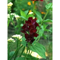 50 Organic BLACK PRINCE SNAPDRAGON Antirrhinum Majus Dark Crimson Red Gothic Garden Flower Seeds