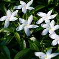 thumbnail image 4 of Sambac Jasmine Flower Plant, 5 - 7 Inches Starter Plant, Climbing Jasmine Live Plant in 3.5 Inches Pot, Fragrant Flowers for Indoor Growing, 4 of 5
