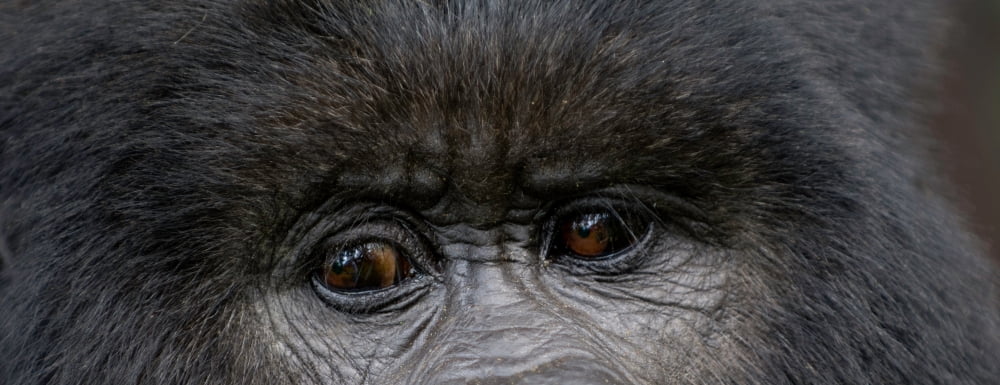 Headshot Of Mountai