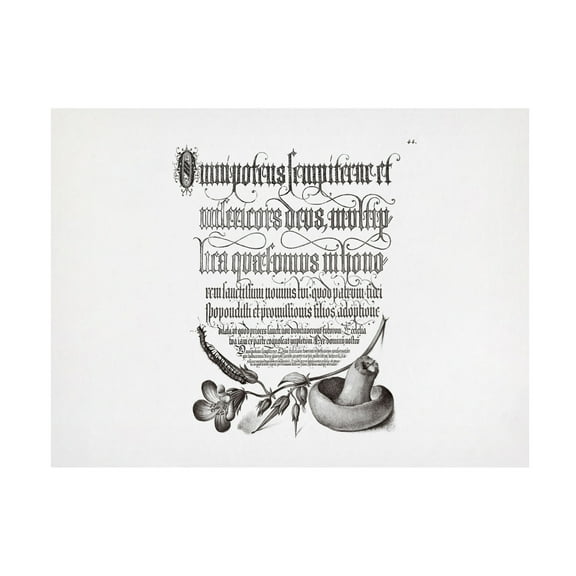 Trademark Fine Art Pictufy Centipede, Wood Cranesbil Canvas Wall Art