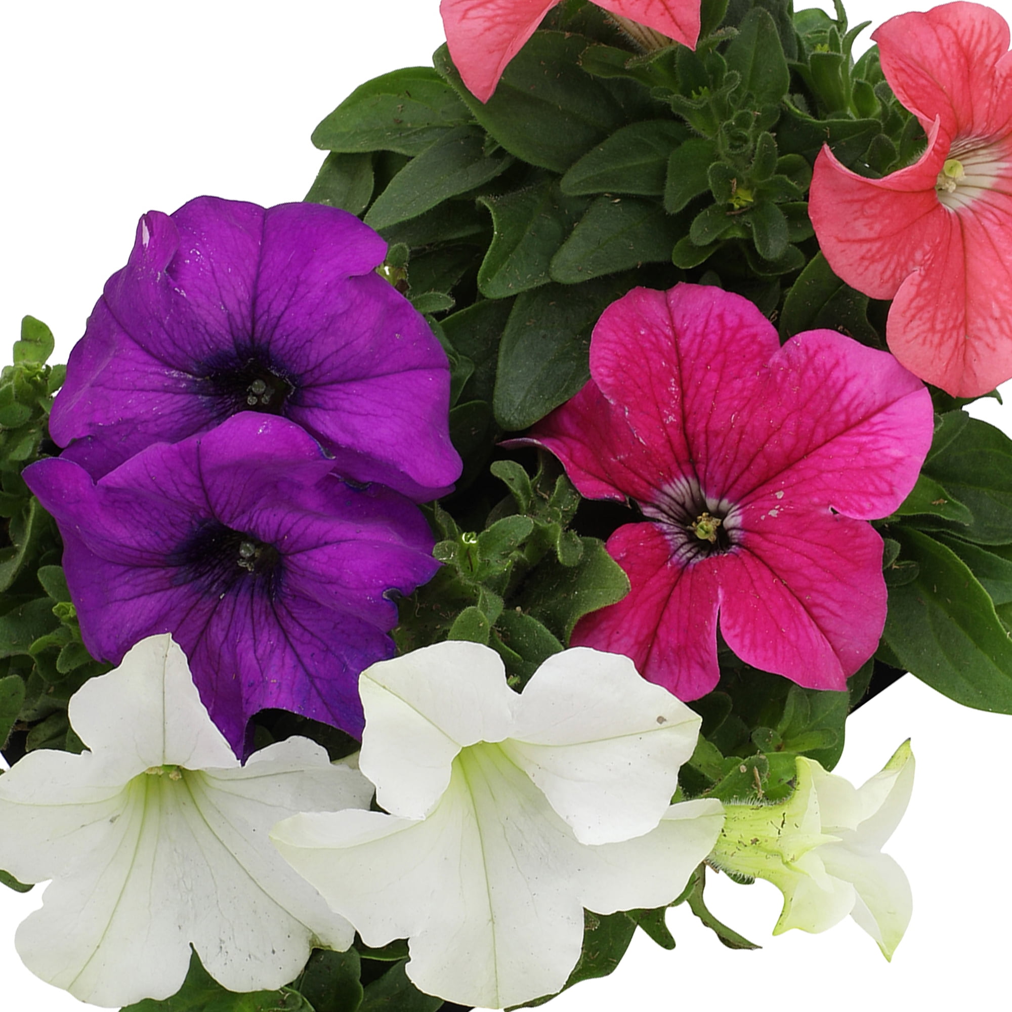 Expert Gardener 4PK Pink Blue White Red Petunia Live Plant