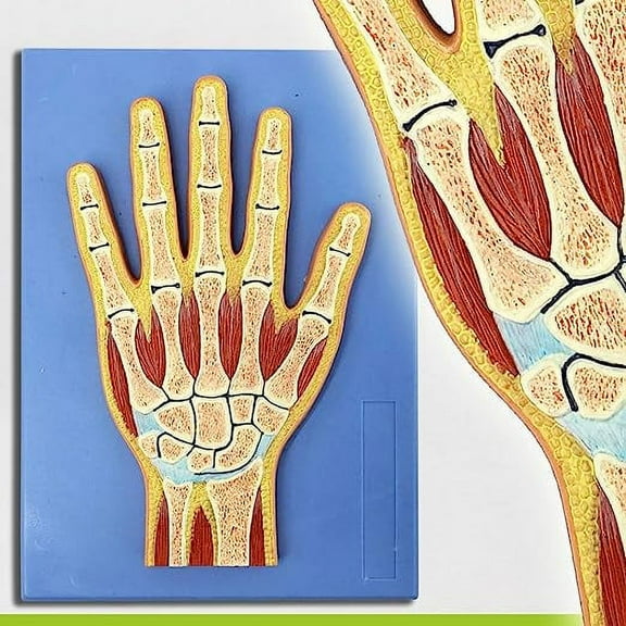 Wellden Medical Anatomical Hand Section Model