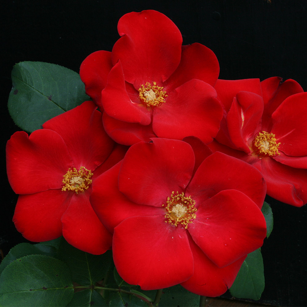 Heirloom Roses Live Plant Altissimo® Climbing Roses Red Climbing
