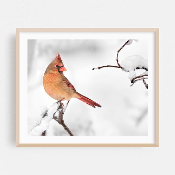 Female Cardinal Just After a Snowstorm - Photography Bird Snow Wildlife Winter Nature Scenic Woodland Oak Framed Wall Art Print 9 x 12 inches
