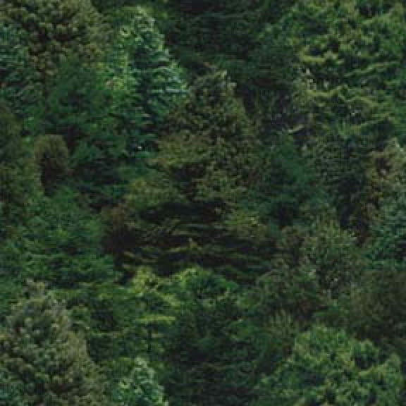 Cotton Landscape Medley Trees Pine Fir Nature Serene Woods Elizabeth Studios Cotton Fabric Print by the Yard (176GREEN)