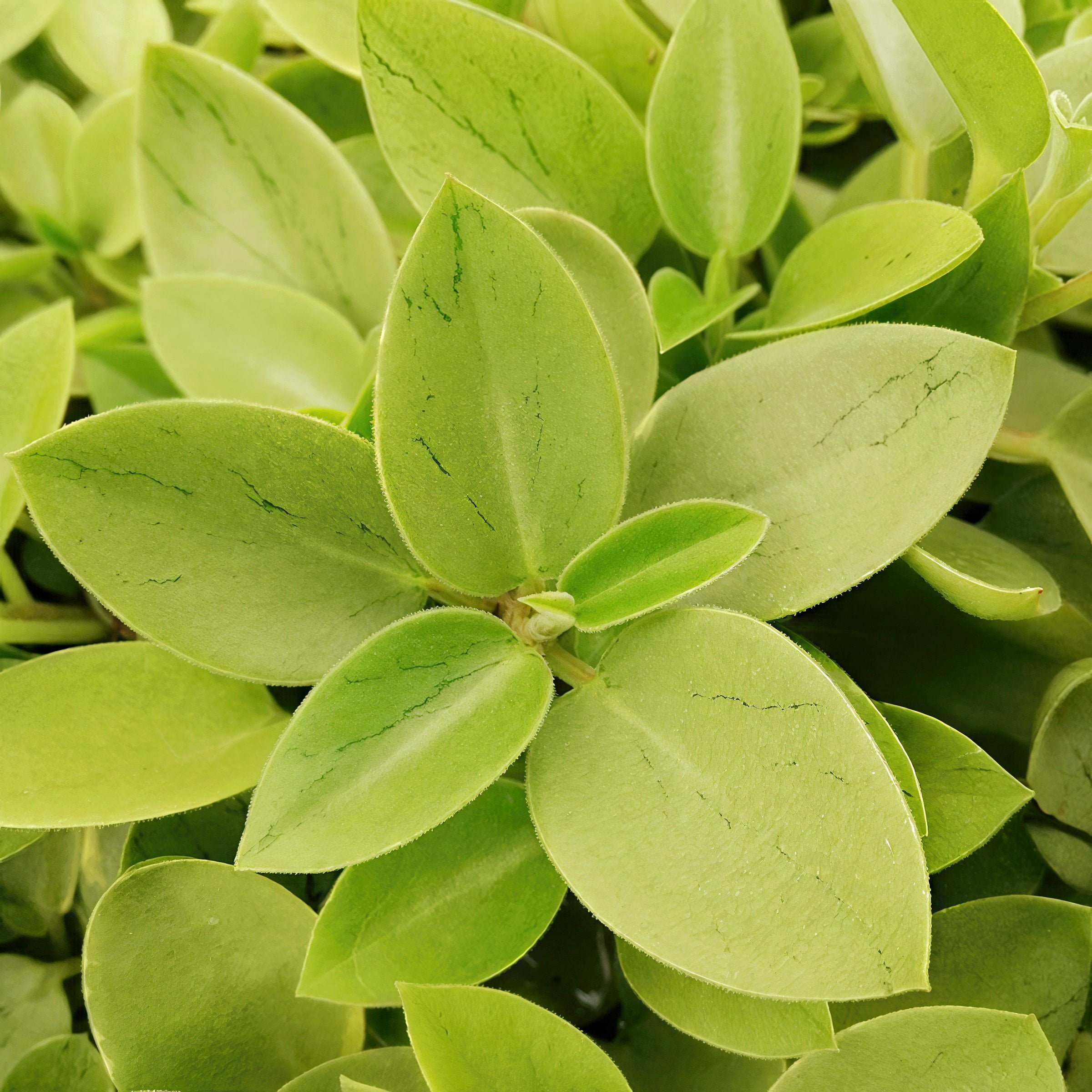 4 in. Peperomia Pixie Lime Plant in Grower Container (3-Pack)