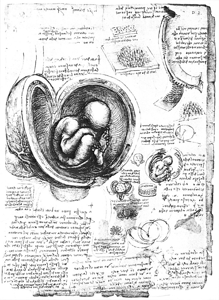 Leonardo Human Fetus. /Npen And Ink Studies, C1510, By Leonardo Da