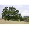 thumbnail image 2 of Blaustein, Alan 24x17 White Modern Wood Framed Museum Art Print Titled - Oak Tree - 107, 2 of 4