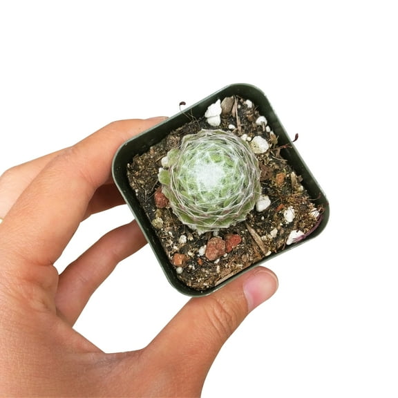 Sempervivum Cobweb Hens and Chicks (2"  Plastic Pot) - Tiny, Lovely, Easy to Care Succulent for Beginners - Live Healthy Unique Succulent - Best Indoor Plant