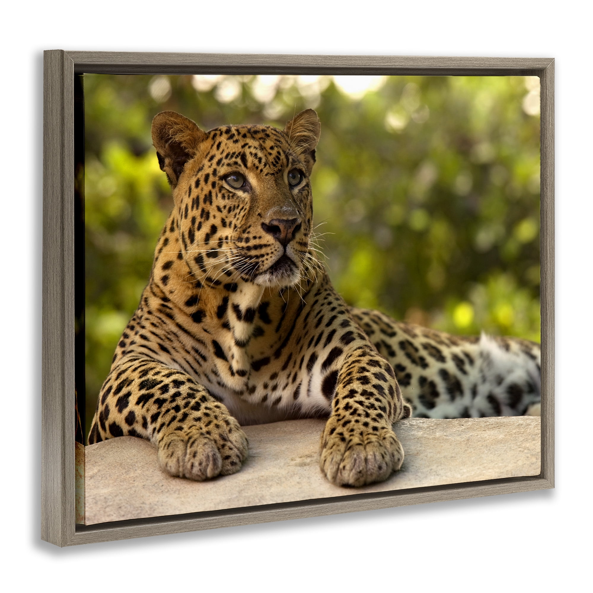 Leopard Gazing Relaxation Brown Framed Floater Canvas Wall Art, design by MJ Photography