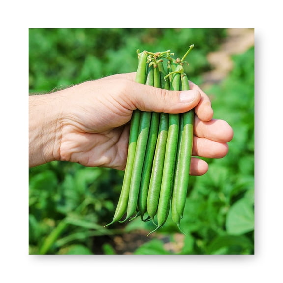 Harris Seeds Lewis Green Bean, Early Producing Upright Bush Bean Variety, 1,000 Count