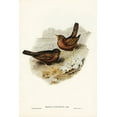 thumbnail image 2 of Gould, John 11x14 White Modern Wood Framed Museum Art Print Titled - Vinous-tinted Blackbird-Merula vinitincta, 2 of 4