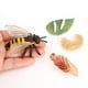 thumbnail image 4 of 2 piezas para , , , , proceso de , juego de juguetes, modelos, juegos de rol, regalos Baoblaze Juego de crecimiento de insectos para niños, 4 of 8