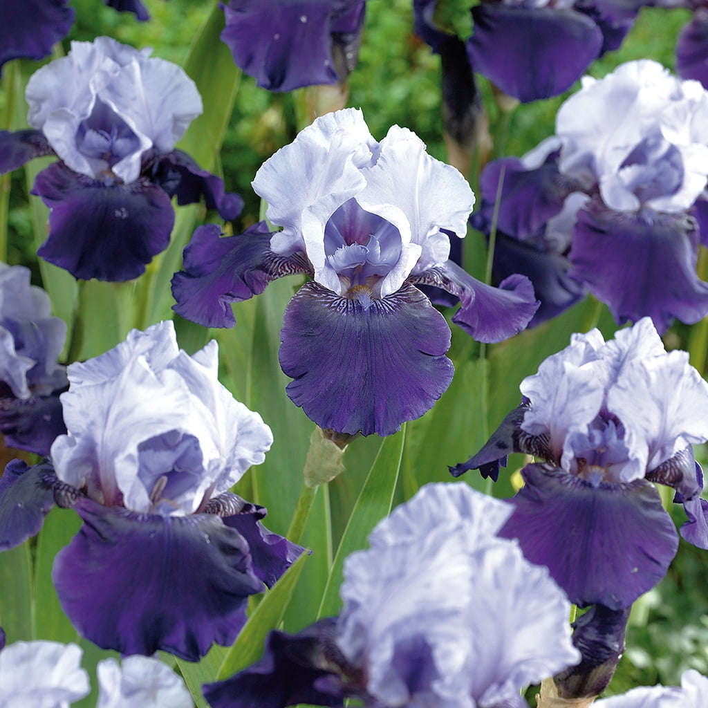 Van Zyverden Bearded Iris Best Bet Set of 3 Plant Roots Multi-Color Part Sun