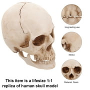 Lifesize 1:1 Human Skull Replica Resin Model Anatomical Medical Skeleton