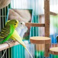 thumbnail image 2 of Household Jumping Board Practical Jumping Stand Home Springboard Birds Jumping Board, 2 of 8