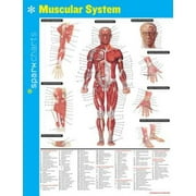 Muscular System (SparkCharts)