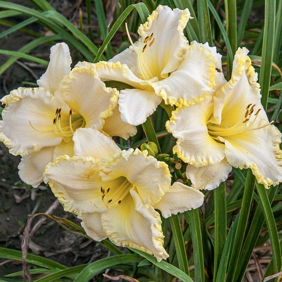 Marquee Moon White and Yellow Flowering Daylily Hemerocallis Dormant Bare Root Perennial Starter Plant Roots, 3 Plants per Offer