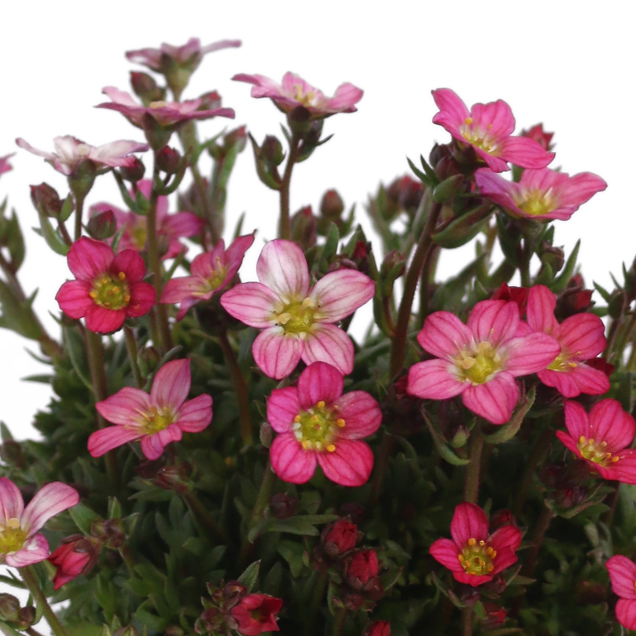 Better Homes & Gardens QT Multicolor Saxifraga Live Plants with Grower Pot