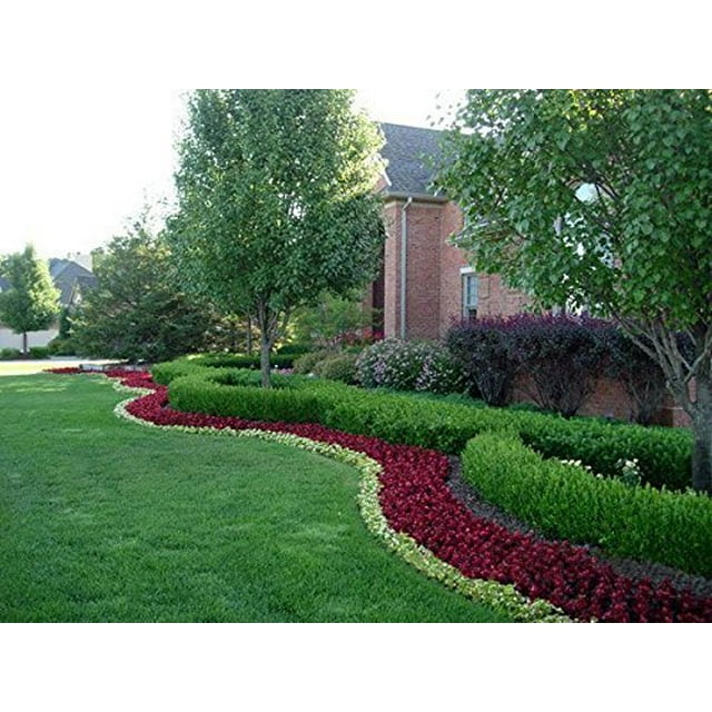 Florida Foliage Japanese Boxwood - 10 Live Plants - Buxus Fast Growing Cold Hardy Evergreen Shrub