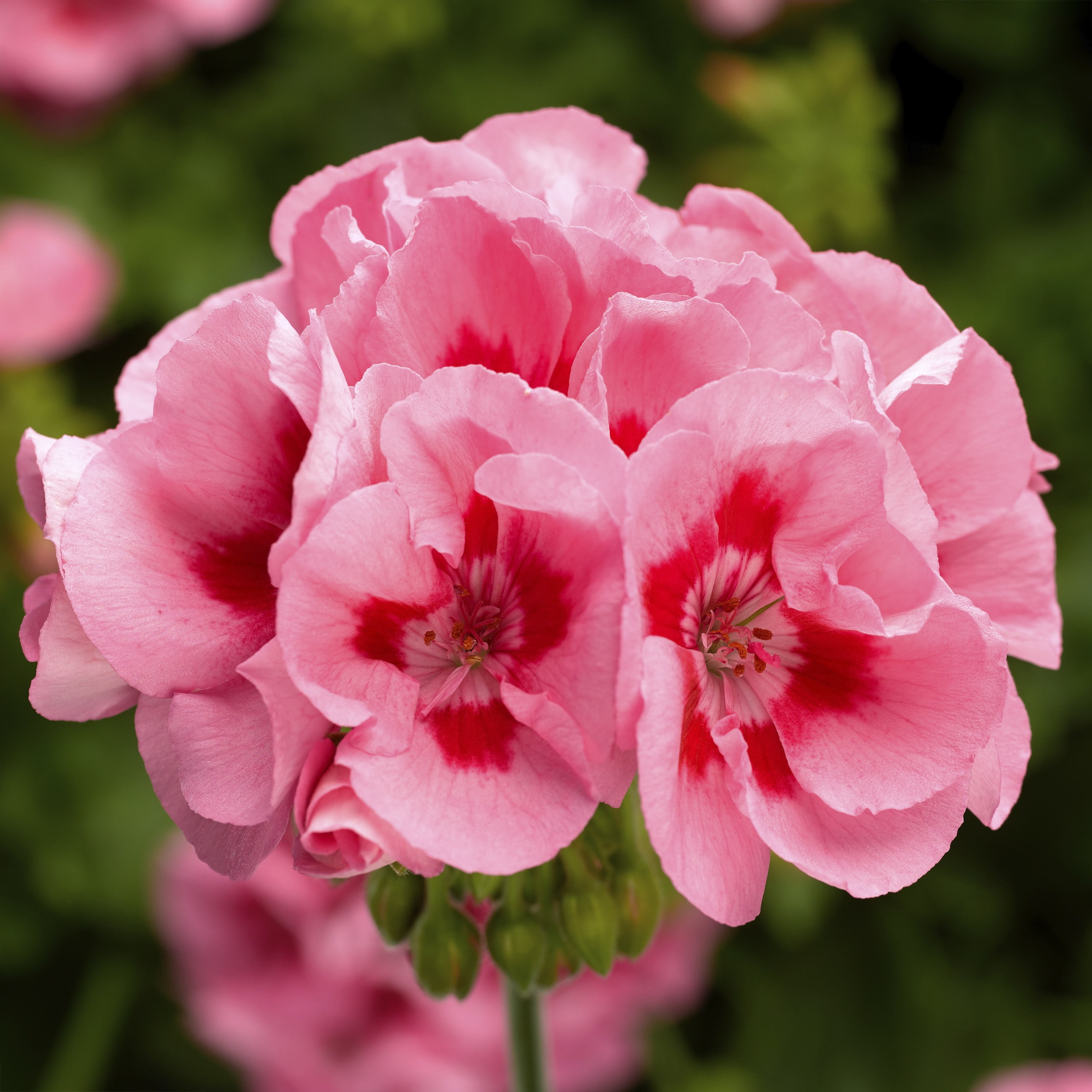 Better Homes & Gardens 2 Quart Multicolor Pink Zonal Geranium Annual Live Plants