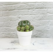 Altman Plants 3.5 Assorted Cactus with White Ceramic Pot