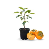 Set 2 American Persimmon Trees Live, 6-inch Tall Bare Root Dormant Plants for Outdoor Growing